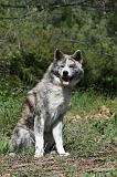 AKITA INU 414